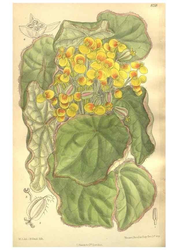 Reproducción/Reproduction 35884209172: Curtis's botanical magazine.. London ; New York [etc.] :Academic Press [etc.]