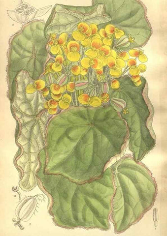 Reproducción/Reproduction 35884209172: Curtis's botanical magazine.. London ; New York [etc.] :Academic Press [etc.]