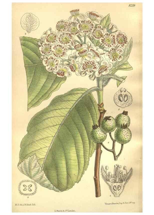 Reproducción/Reproduction 35921895111: Curtis's botanical magazine.. London ; New York [etc.] :Academic Press [etc.]