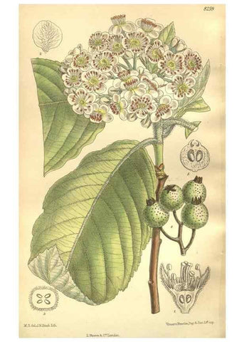 Reproducción/Reproduction 35921895111: Curtis's botanical magazine.. London ; New York [etc.] :Academic Press [etc.]