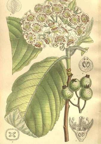 Reproducción/Reproduction 35921895111: Curtis's botanical magazine.. London ; New York [etc.] :Academic Press [etc.]