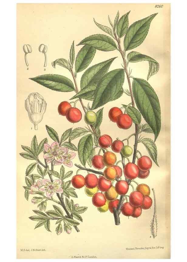 Reproducción/Reproduction 35921896841: Curtis's botanical magazine.. London ; New York [etc.] :Academic Press [etc.]