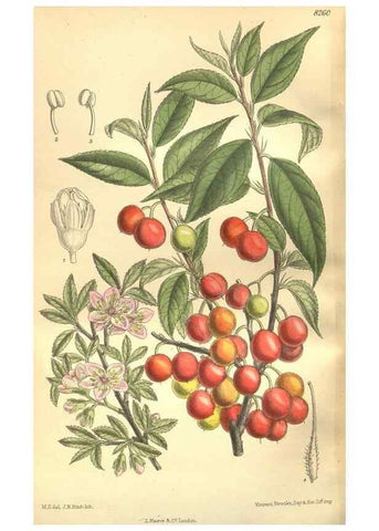 Reproducción/Reproduction 35921896841: Curtis's botanical magazine.. London ; New York [etc.] :Academic Press [etc.]