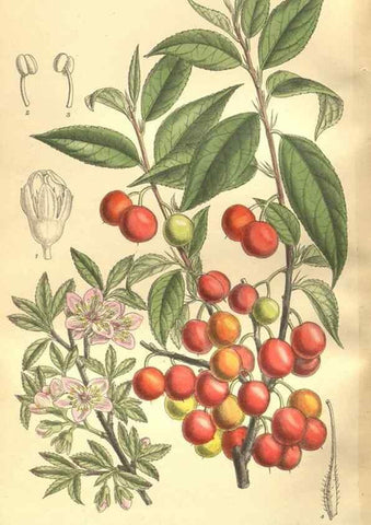 Reproducción/Reproduction 35921896841: Curtis's botanical magazine.. London ; New York [etc.] :Academic Press [etc.]
