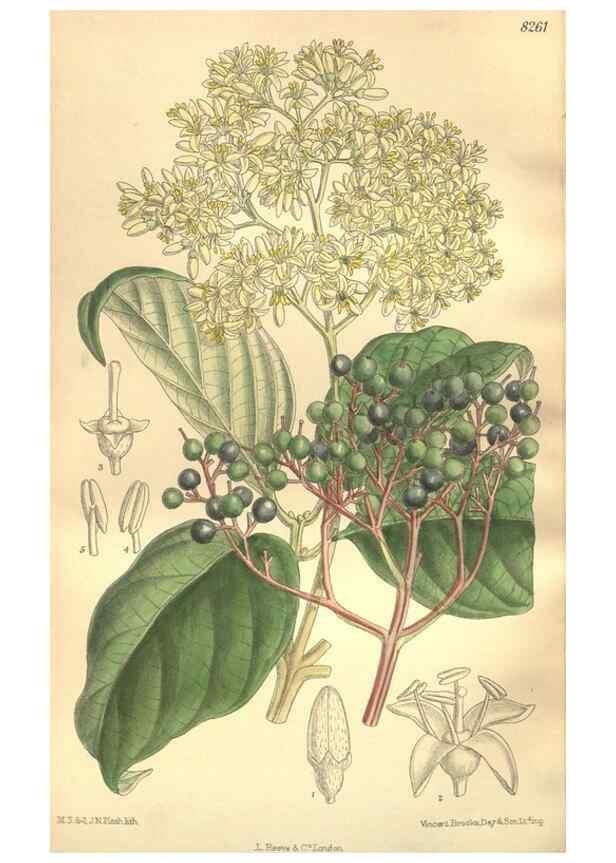 Reproducción/Reproduction 35921898761: Curtis's botanical magazine.. London ; New York [etc.] :Academic Press [etc.]