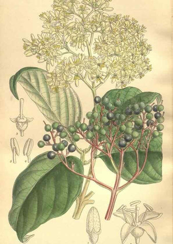 Reproducción/Reproduction 35921898761: Curtis's botanical magazine.. London ; New York [etc.] :Academic Press [etc.]
