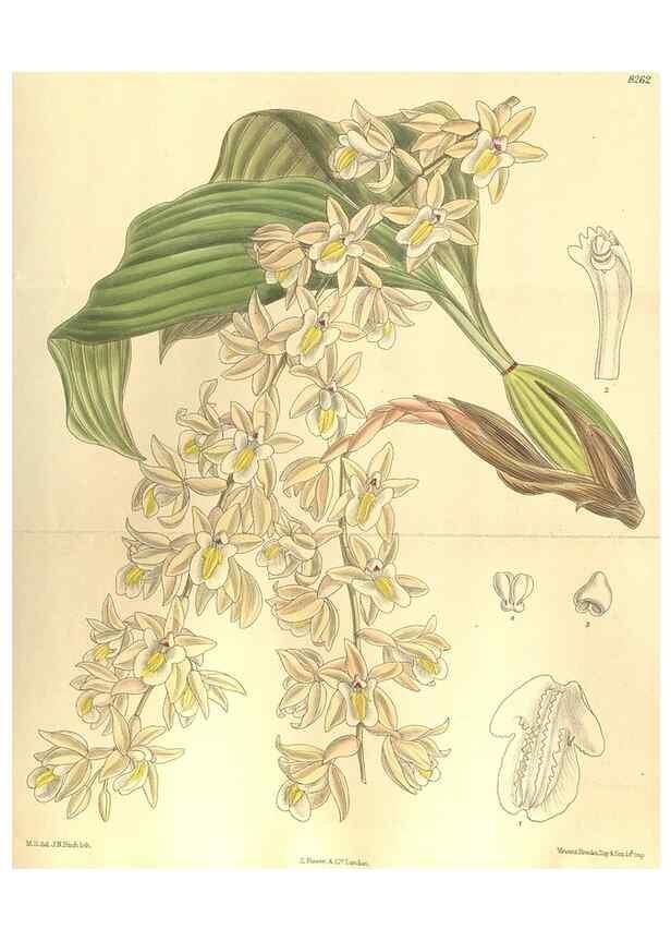 Reproducción/Reproduction 35665907320: Curtis's botanical magazine.. London ; New York [etc.] :Academic Press [etc.]