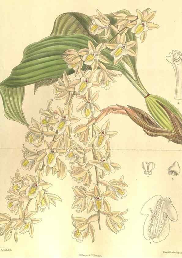 Reproducción/Reproduction 35665907320: Curtis's botanical magazine.. London ; New York [etc.] :Academic Press [etc.]