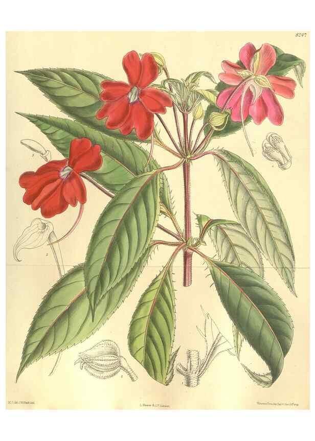 Reproducción/Reproduction 35665885270: Curtis's botanical magazine.. London ; New York [etc.] :Academic Press [etc.]