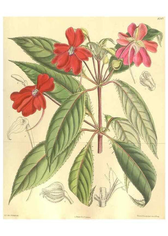 Reproducción/Reproduction 35665885270: Curtis's botanical magazine.. London ; New York [etc.] :Academic Press [etc.]