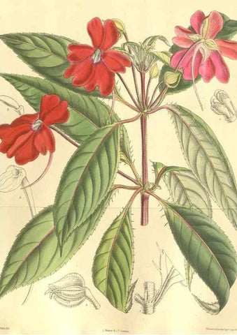 Reproducción/Reproduction 35665885270: Curtis's botanical magazine.. London ; New York [etc.] :Academic Press [etc.]