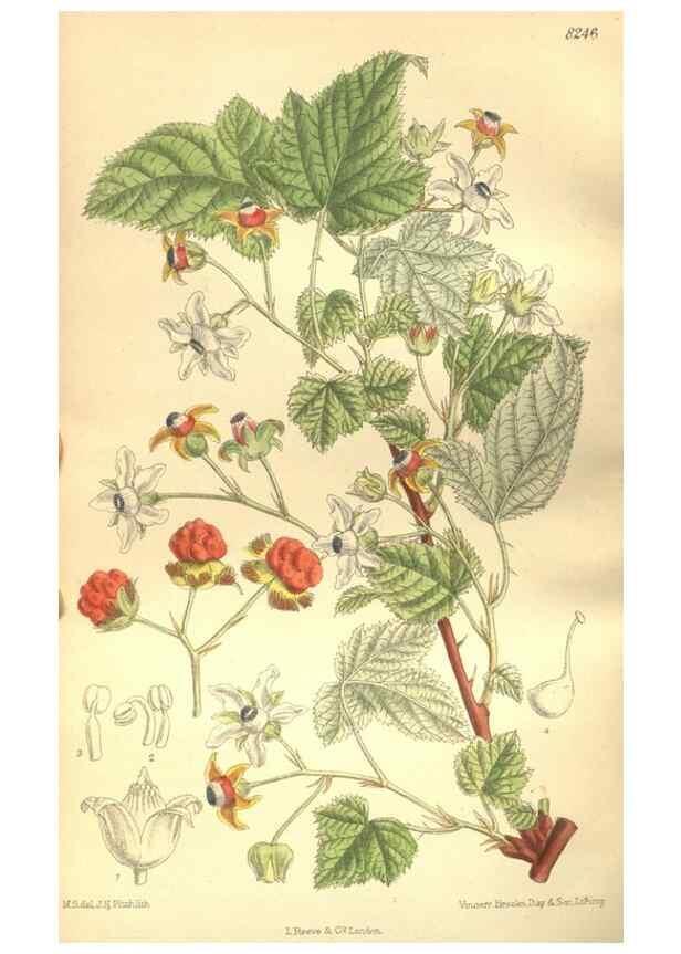 Reproducción/Reproduction 35665883530: Curtis's botanical magazine.. London ; New York [etc.] :Academic Press [etc.]