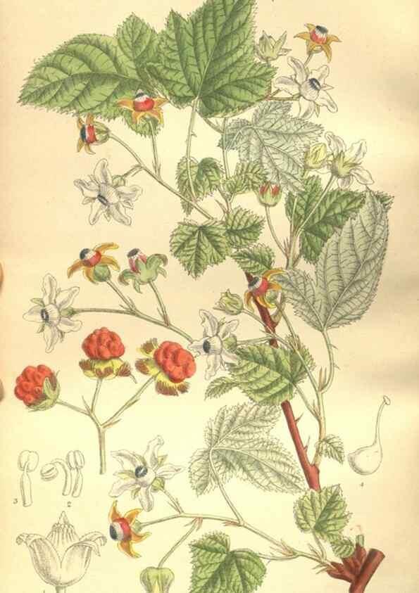 Reproducción/Reproduction 35665883530: Curtis's botanical magazine.. London ; New York [etc.] :Academic Press [etc.]