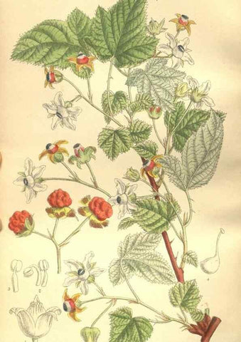 Reproducción/Reproduction 35665883530: Curtis's botanical magazine.. London ; New York [etc.] :Academic Press [etc.]