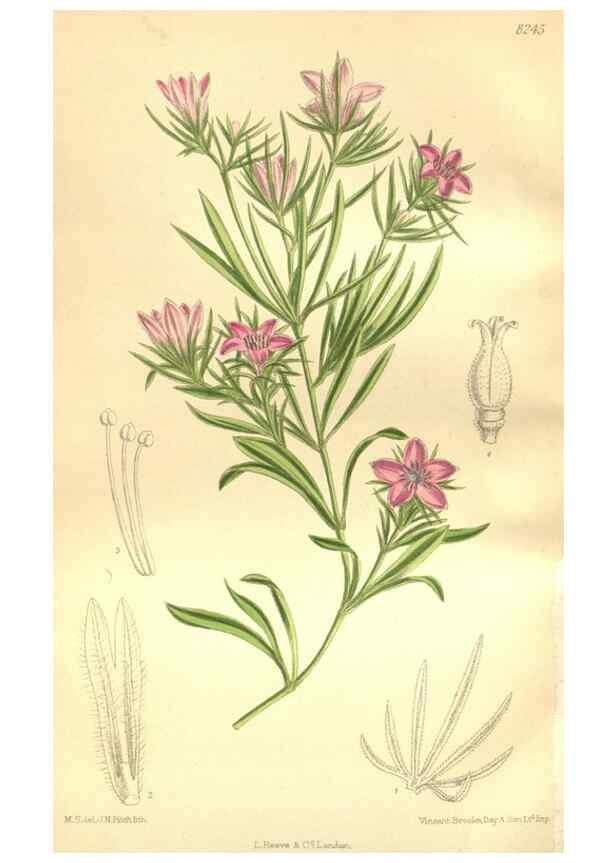 Reproducción/Reproduction 35665881210: Curtis's botanical magazine.. London ; New York [etc.] :Academic Press [etc.]