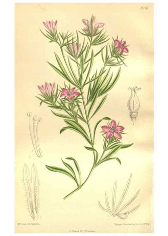 Reproducción/Reproduction 35665881210: Curtis's botanical magazine.. London ; New York [etc.] :Academic Press [etc.]