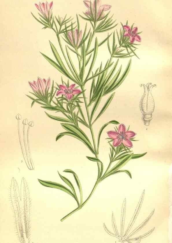 Reproducción/Reproduction 35665881210: Curtis's botanical magazine.. London ; New York [etc.] :Academic Press [etc.]