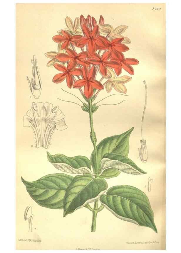 Reproducción/Reproduction 35884198362: Curtis's botanical magazine.. London ; New York [etc.] :Academic Press [etc.]
