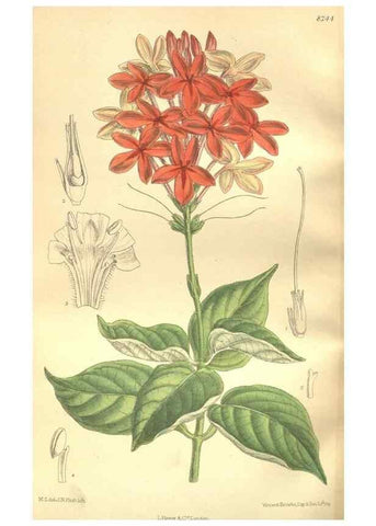 Reproducción/Reproduction 35884198362: Curtis's botanical magazine.. London ; New York [etc.] :Academic Press [etc.]