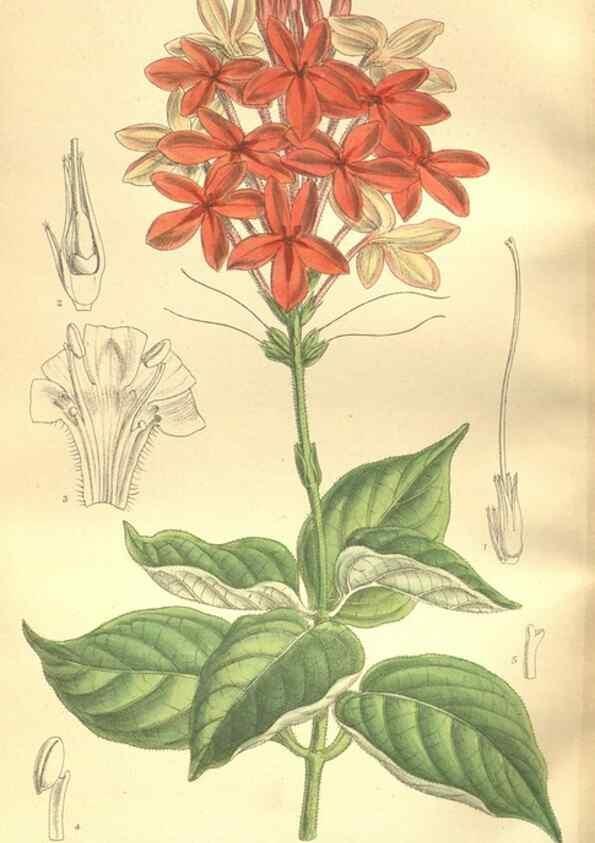 Reproducción/Reproduction 35884198362: Curtis's botanical magazine.. London ; New York [etc.] :Academic Press [etc.]