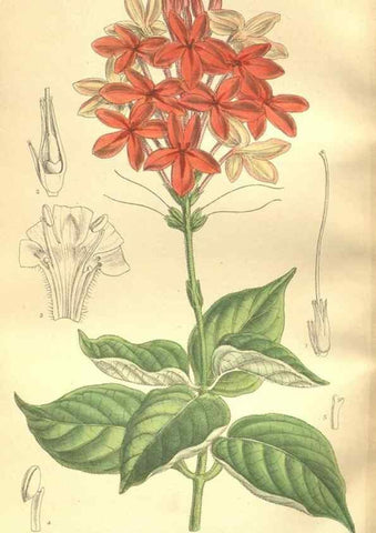 Reproducción/Reproduction 35884198362: Curtis's botanical magazine.. London ; New York [etc.] :Academic Press [etc.]