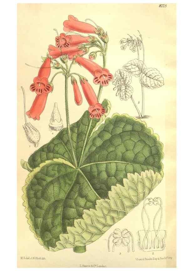 Reproducción/Reproduction 35216123304: Curtis's botanical magazine.. London ; New York [etc.] :Academic Press [etc.]