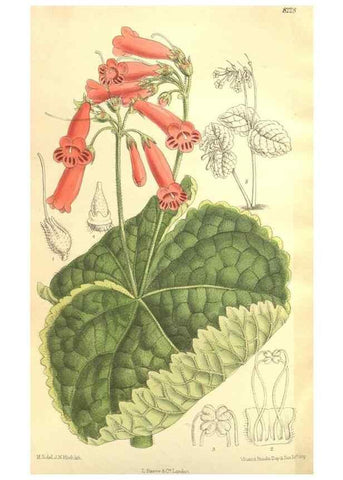Reproducción/Reproduction 35216123304: Curtis's botanical magazine.. London ; New York [etc.] :Academic Press [etc.]