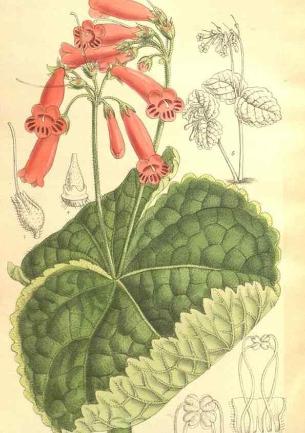 Reproducción/Reproduction 35216123304: Curtis's botanical magazine.. London ; New York [etc.] :Academic Press [etc.]