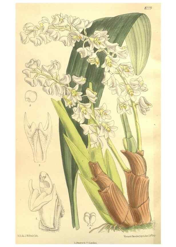 Reproducción/Reproduction 35216124984: Curtis's botanical magazine.. London ; New York [etc.] :Academic Press [etc.]