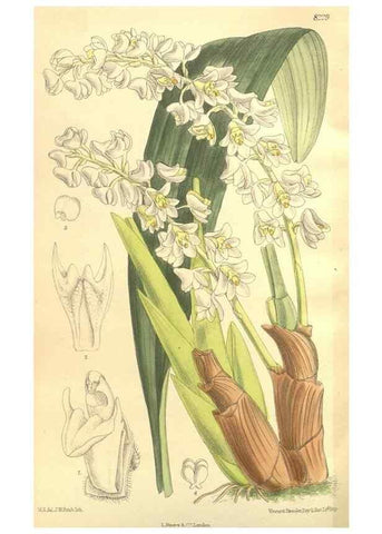 Reproducción/Reproduction 35216124984: Curtis's botanical magazine.. London ; New York [etc.] :Academic Press [etc.]