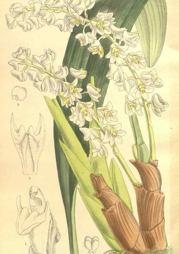 Reproducción/Reproduction 35216124984: Curtis's botanical magazine.. London ; New York [etc.] :Academic Press [etc.]