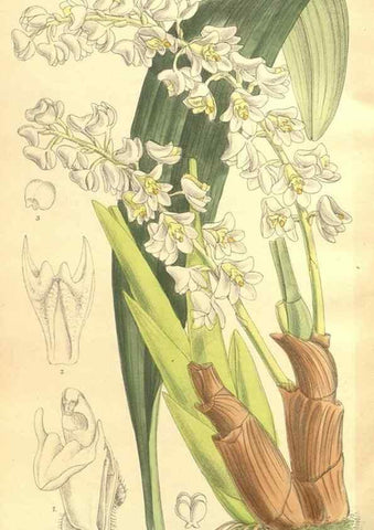 Reproducción/Reproduction 35216124984: Curtis's botanical magazine.. London ; New York [etc.] :Academic Press [etc.]