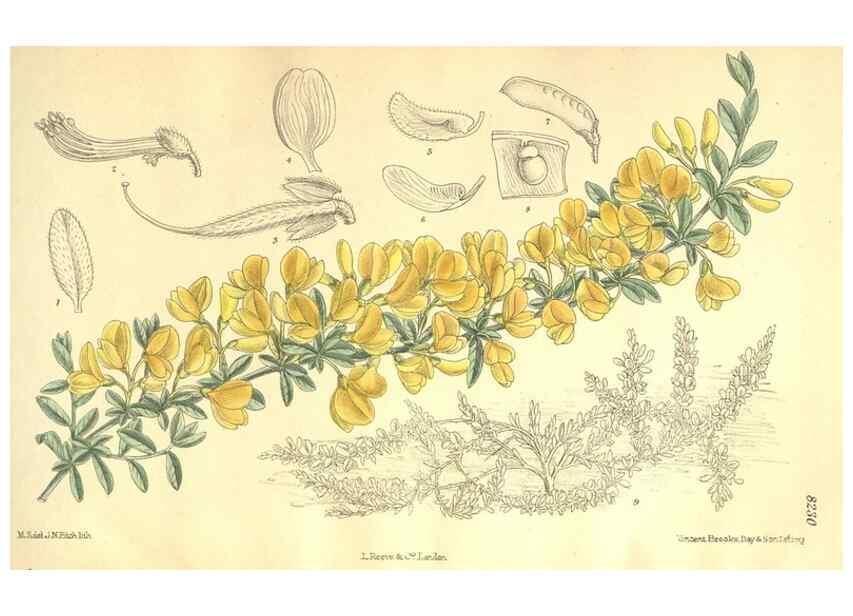 Reproducción/Reproduction 35246443343: Curtis's botanical magazine.. London ; New York [etc.] :Academic Press [etc.]