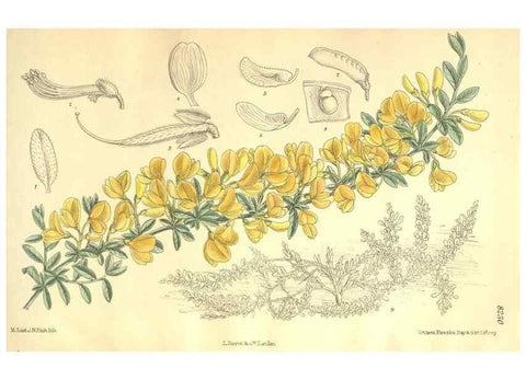 Reproducción/Reproduction 35246443343: Curtis's botanical magazine.. London ; New York [etc.] :Academic Press [etc.]