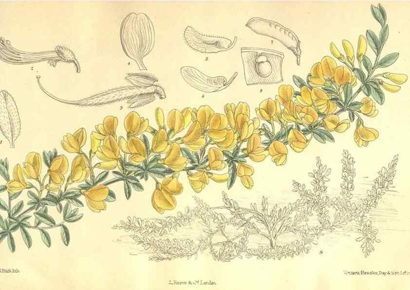 Reproducción/Reproduction 35246443343: Curtis's botanical magazine.. London ; New York [etc.] :Academic Press [etc.]