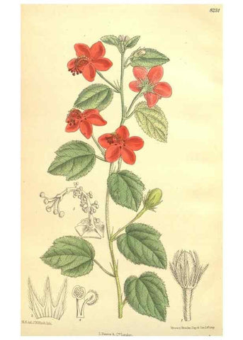 Reproducción/Reproduction 35246444733: Curtis's botanical magazine.. London ; New York [etc.] :Academic Press [etc.]