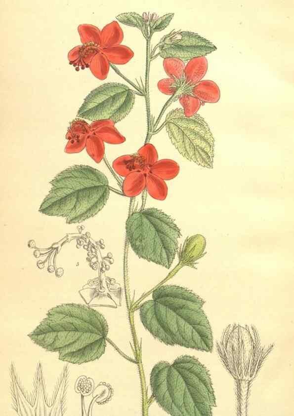 Reproducción/Reproduction 35246444733: Curtis's botanical magazine.. London ; New York [etc.] :Academic Press [etc.]