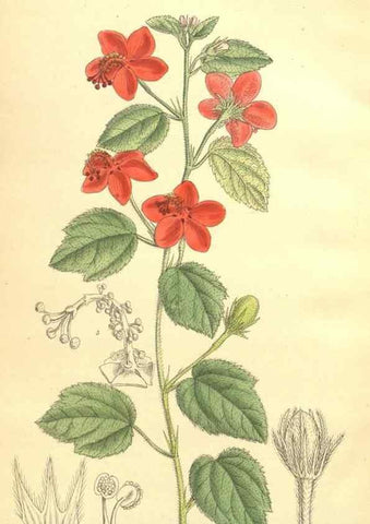 Reproducción/Reproduction 35246444733: Curtis's botanical magazine.. London ; New York [etc.] :Academic Press [etc.]