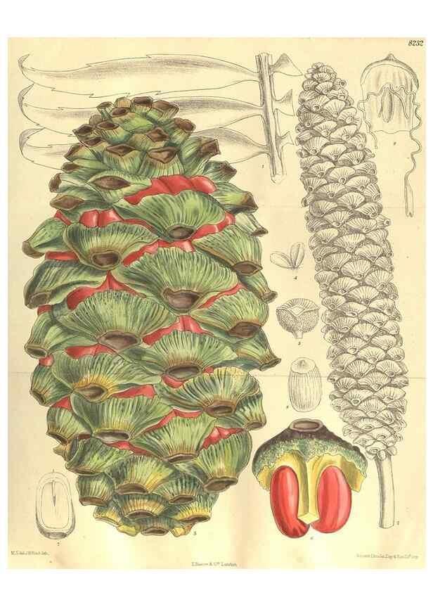 Reproducción/Reproduction 35216216444: Curtis's botanical magazine.. London ; New York [etc.] :Academic Press [etc.]