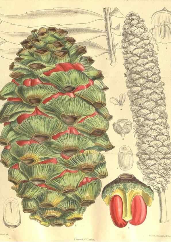 Reproducción/Reproduction 35216216444: Curtis's botanical magazine.. London ; New York [etc.] :Academic Press [etc.]