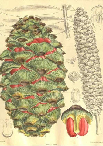 Reproducción/Reproduction 35216216444: Curtis's botanical magazine.. London ; New York [etc.] :Academic Press [etc.]