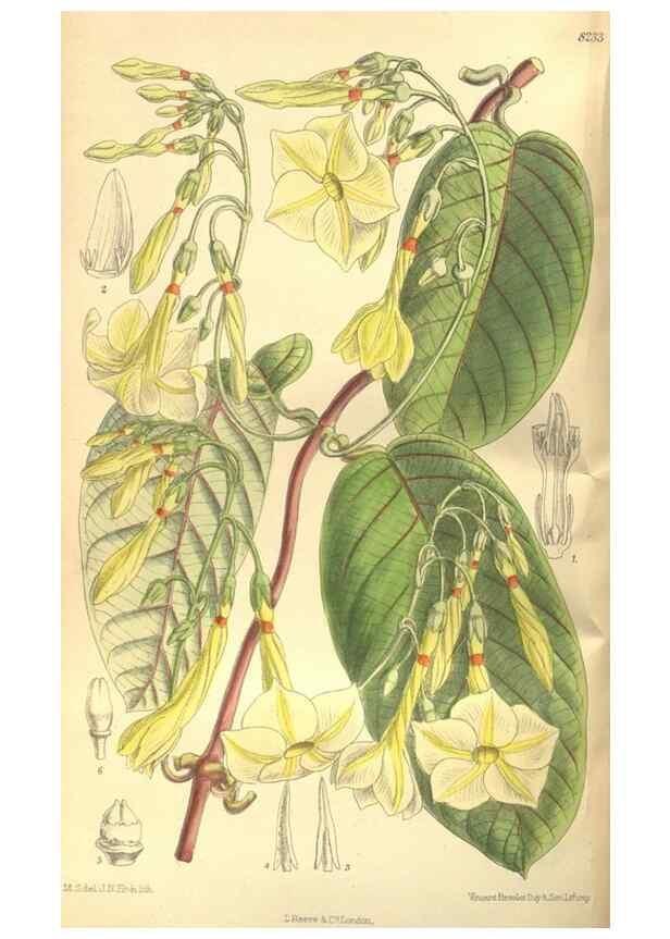 Reproducción/Reproduction 36055742805: Curtis's botanical magazine.. London ; New York [etc.] :Academic Press [etc.]