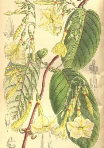Reproducción/Reproduction 36055742805: Curtis's botanical magazine.. London ; New York [etc.] :Academic Press [etc.]