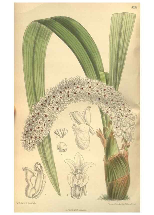 Reproducción/Reproduction 36055745495: Curtis's botanical magazine.. London ; New York [etc.] :Academic Press [etc.]