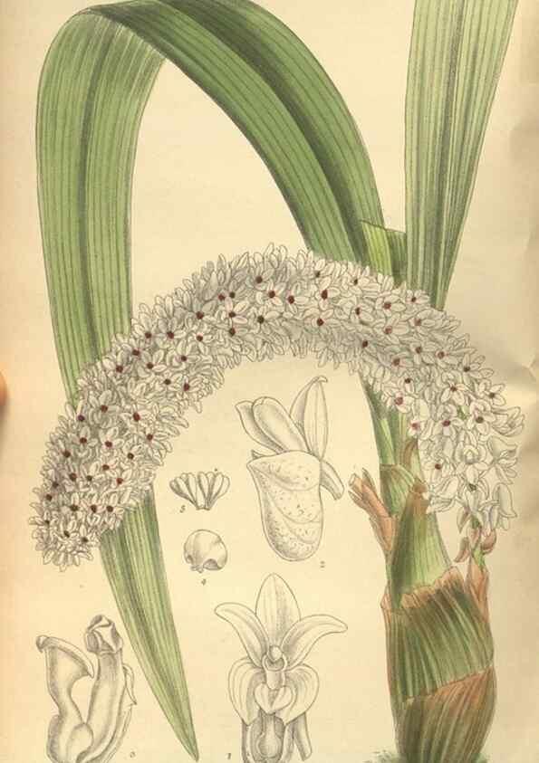 Reproducción/Reproduction 36055745495: Curtis's botanical magazine.. London ; New York [etc.] :Academic Press [etc.]