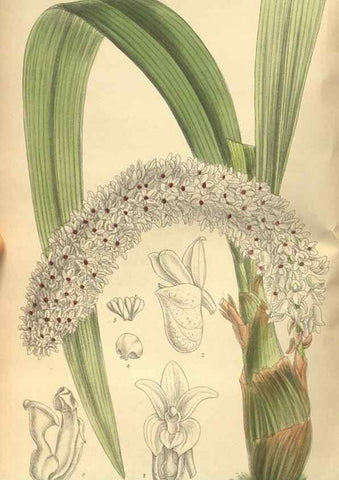 Reproducción/Reproduction 36055745495: Curtis's botanical magazine.. London ; New York [etc.] :Academic Press [etc.]