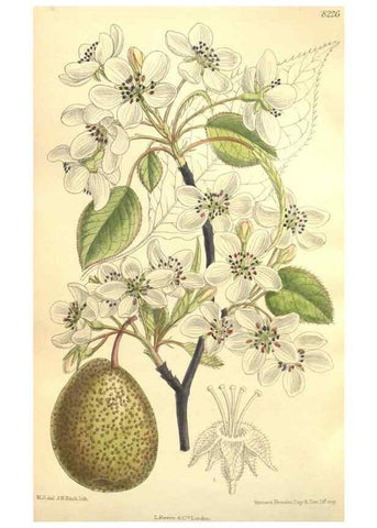 Reproducción/Reproduction 35921747561: Curtis's botanical magazine.. London ; New York [etc.] :Academic Press [etc.]