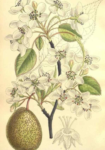 Reproducción/Reproduction 35921747561: Curtis's botanical magazine.. London ; New York [etc.] :Academic Press [etc.]