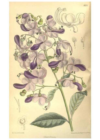 Reproducción/Reproduction 36055748455: Curtis's botanical magazine.. London ; New York [etc.] :Academic Press [etc.]