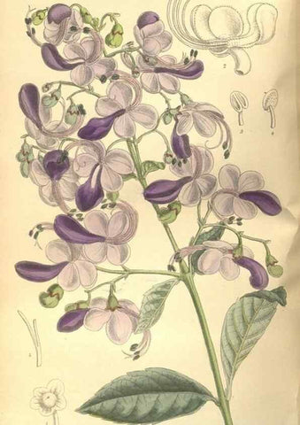 Reproducción/Reproduction 36055748455: Curtis's botanical magazine.. London ; New York [etc.] :Academic Press [etc.]